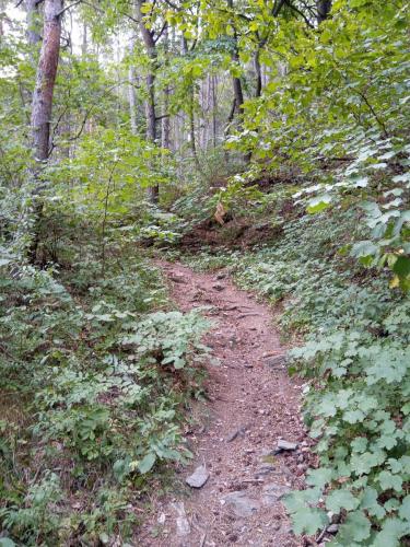 Sentiero 1 del Gran Bosco di Salbertrand
