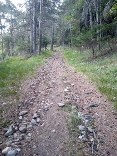 Sentiero 1 del Gran Bosco di Salbertrand
