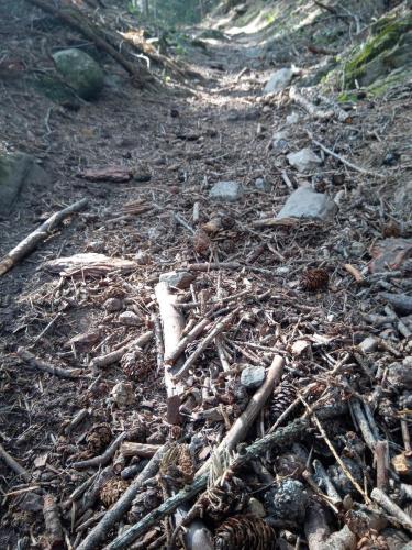 Sentiero 1 del Gran Bosco di Salbertrand