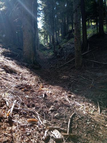 Sentiero 1 del Gran Bosco di Salbertrand