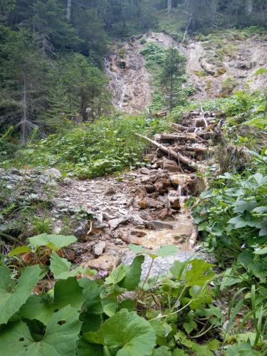 Sentiero 1 del Gran Bosco di Salbertrand