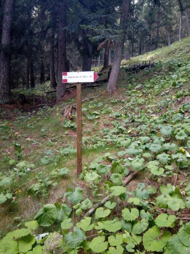 Sentiero 1 del Gran Bosco di Salbertrand