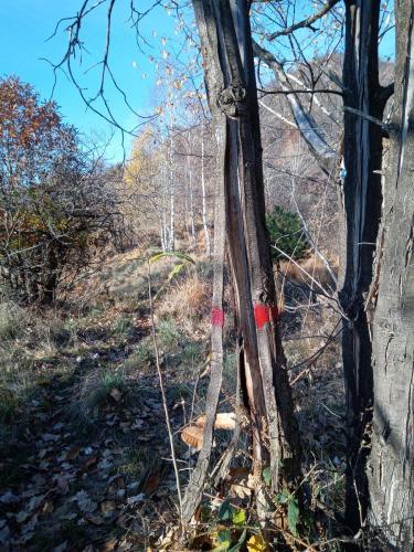Sentiero per il Monte Bernard