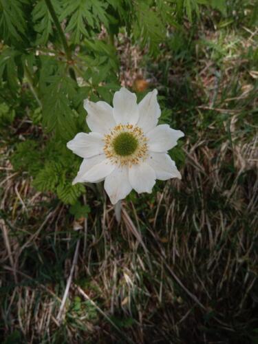 Madonna-del-Cotolivier-da-Oulx-11