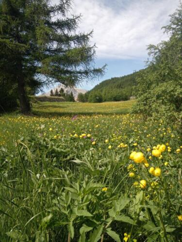 Madonna-del-Cotolivier-da-Oulx-8